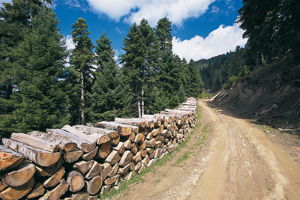 Forest Complex of Aspropotamos