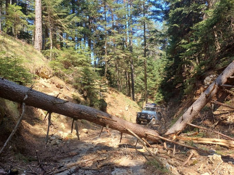 Διαδρομή SUV 4χ4 στα δάση Καστανίας και Ελάτης του Πάρνωνα για να μαθαίνουμε τα μυστικά της μανιταροσυλλογής και να δοκιμάσουμε τις μοναδικές τους γεύσεις με ασφάλεια.