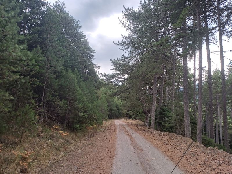 Διαδρομή SUV 4χ4 στα δάση Καστανίας και Ελάτης του Πάρνωνα για να μαθαίνουμε τα μυστικά της μανιταροσυλλογής και να δοκιμάσουμε τις μοναδικές τους γεύσεις με ασφάλεια.