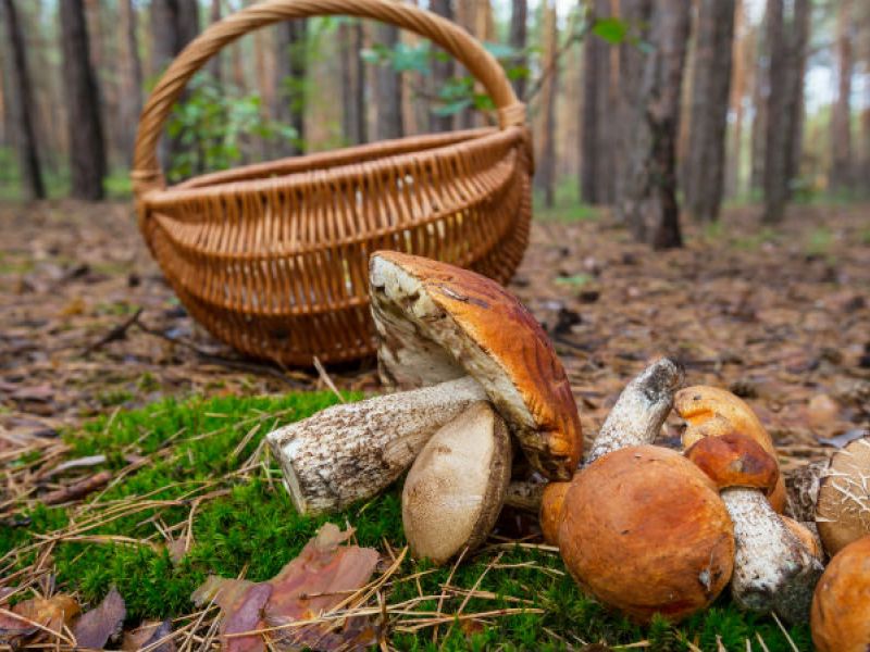 Διαδρομή SUV 4χ4 στα δάση Καστανίας και Ελάτης του Πάρνωνα για να μαθαίνουμε τα μυστικά της μανιταροσυλλογής και να δοκιμάσουμε τις μοναδικές τους γεύσεις με ασφάλεια.