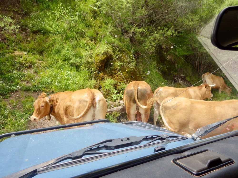 OFF-ROAD 4X4 ΣΤΑ ΕΠΙΒΛΗΤΙΚΑ ΒΟΥΝΑ ΜΕ ΤΙΣ ΕΝΤΥΠΩΣΙΑΚΕΣ ΚΟΡΥΦΕΣ ΣΤΑ ΔΥΤΙΚΑ ΤΗΣ ΚΕΝΤΡΙΚΗ ΠΙΝΔΟΥ