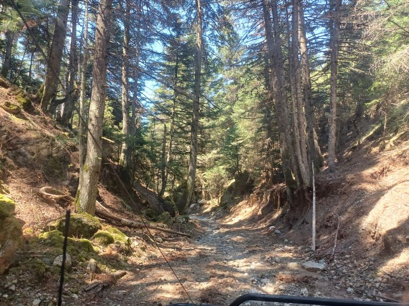 Διαδρομή SUV 4χ4 στα δάση Καστανίας και Ελάτης του Πάρνωνα για να μαθαίνουμε τα μυστικά της μανιταροσυλλογής και να δοκιμάσουμε τις μοναδικές τους γεύσεις με ασφάλεια.