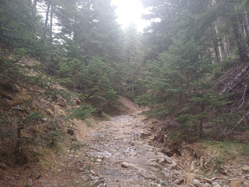 Διαδρομή SUV 4χ4 στα δάση Καστανίας και Ελάτης του Πάρνωνα για να μαθαίνουμε τα μυστικά της μανιταροσυλλογής και να δοκιμάσουμε τις μοναδικές τους γεύσεις με ασφάλεια.