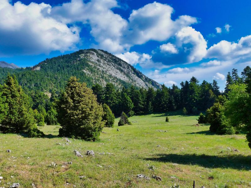 Διαδρομή SUV 4χ4 στα δάση Καστανίας και Ελάτης του Πάρνωνα για να μαθαίνουμε τα μυστικά της μανιταροσυλλογής και να δοκιμάσουμε τις μοναδικές τους γεύσεις με ασφάλεια.