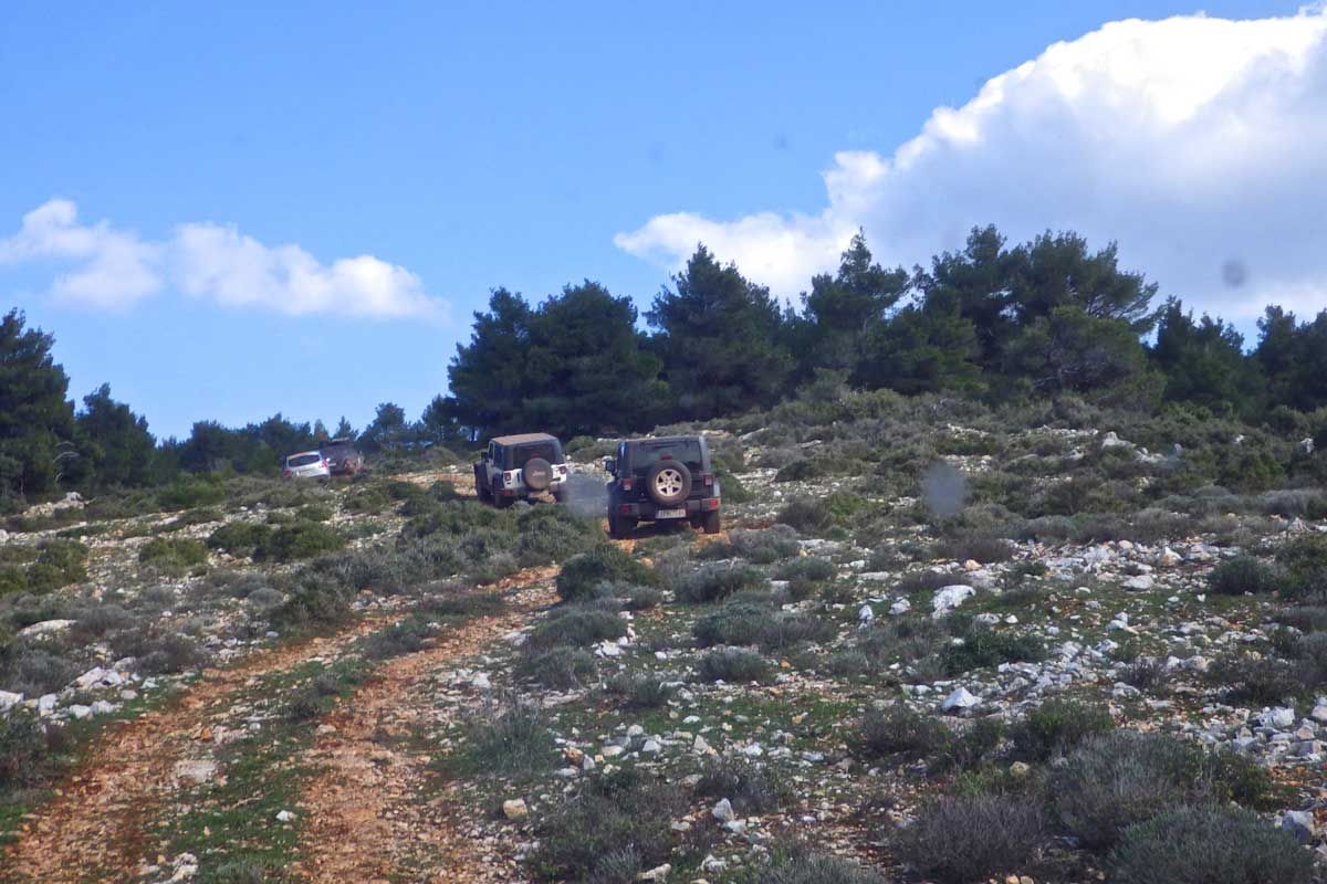 green fields, pine trees, sheep, horses, and honeycombs